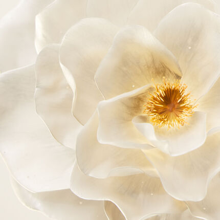 Close-up of a delicate white flower with soft, translucent petals and a golden center.