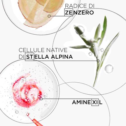 Immagine che mostra ingredienti naturali: radice di zenzero, cellule native di stella alpina e Amine XL, disposti in piatti di petri.
