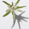 Fiore verde con petali appariscenti e una goccia d\'acqua, proiettando un\'ombra sullo sfondo bianco.