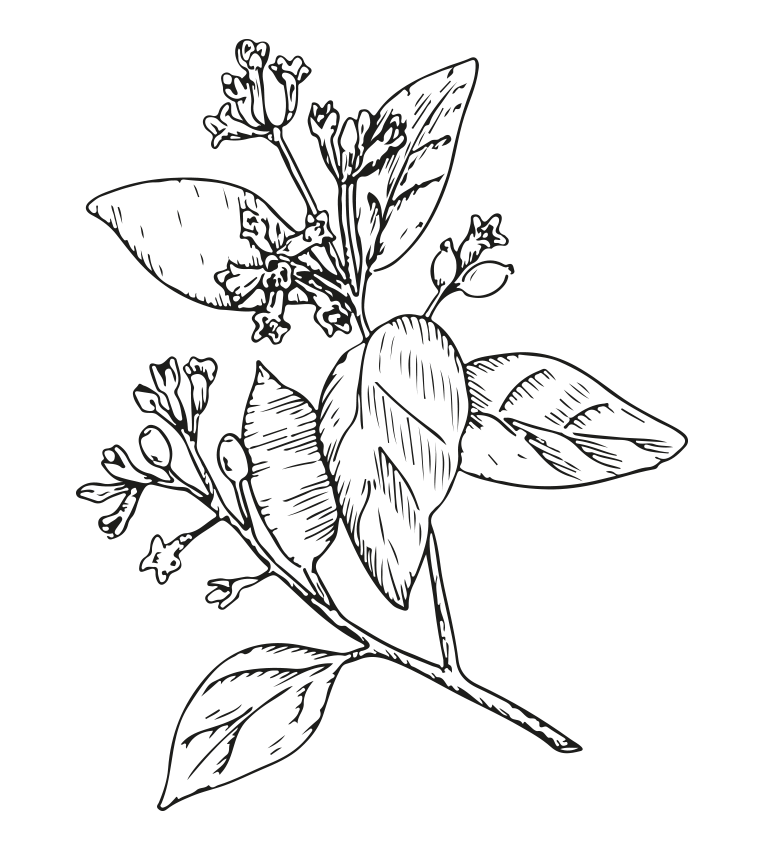 Un ramo con foglie e fiori, disegnato in stile illustrativo, che rappresenta una pianta ornamentale.