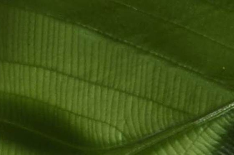 Foglia verde con texture distintiva e venature marcate, illuminata in modo uniforme.