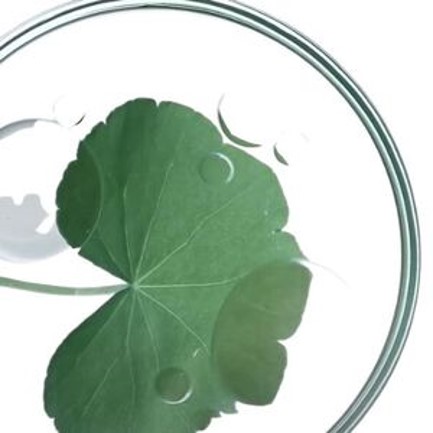 Foglia verde di una pianta in una piastra di Petri con gocce d'acqua, simbolo di ricerca botanica.