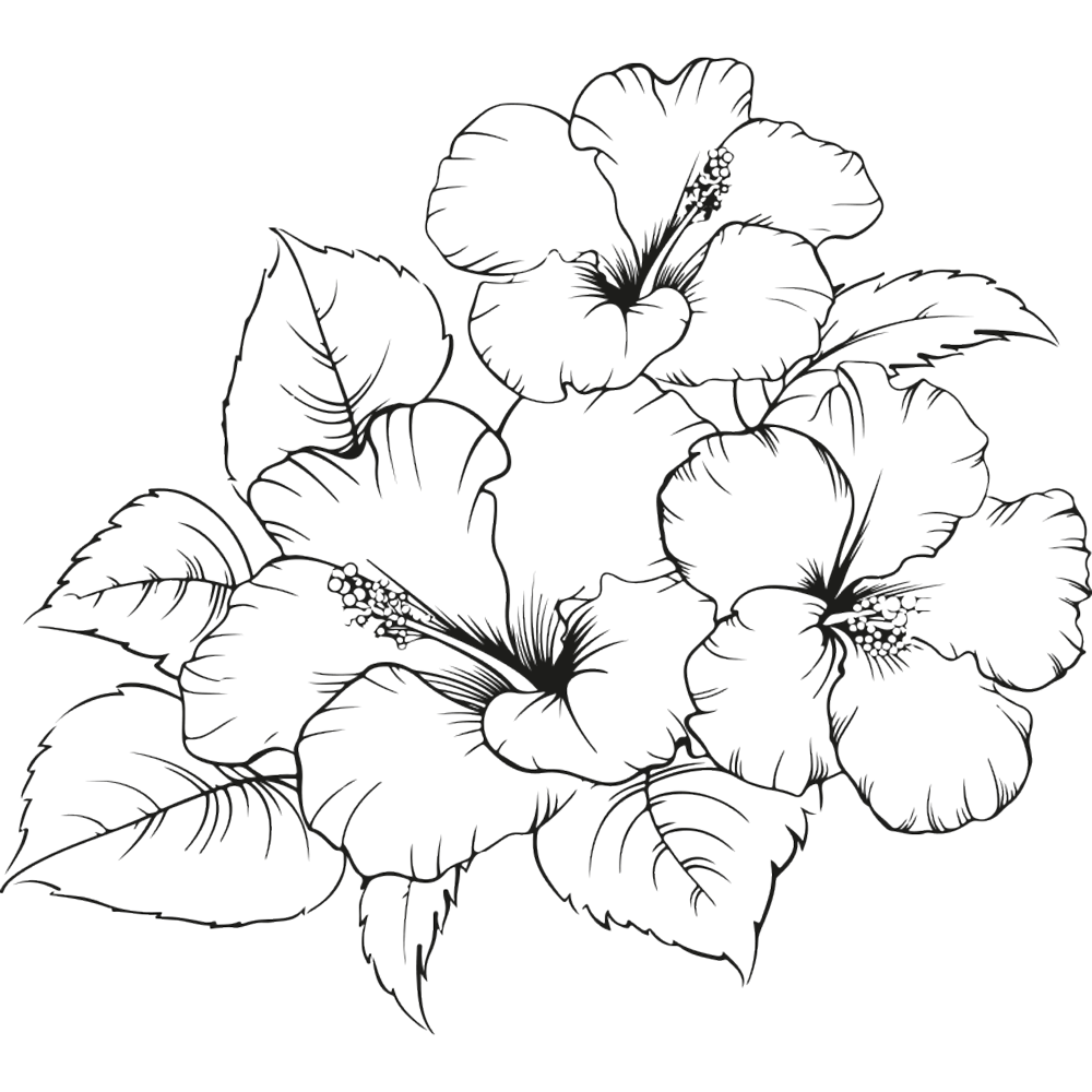 Illustrazione in bianco e nero di fiori di ibisco con foglie, che mette in risalto la loro forma e bellezza.